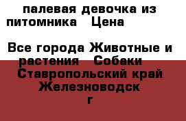 палевая девочка из питомника › Цена ­ 40 000 - Все города Животные и растения » Собаки   . Ставропольский край,Железноводск г.